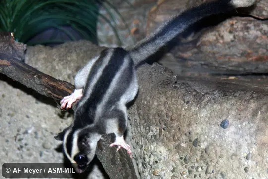 Also as Common Striped Possum, Striped Possum.
