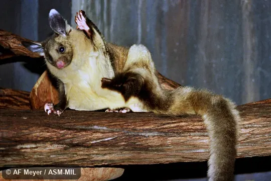 Also as Bellied Glider|Fluffy Glider.