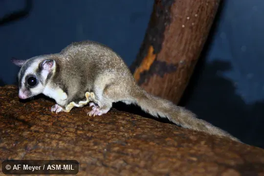 Also as Lesser Flying Phalanger, Lesser Flying Squirrel, Lesser Glider, Short-headed Flying Phalanger, Sugar Squirrel, Tasmanian Sugar Glider.