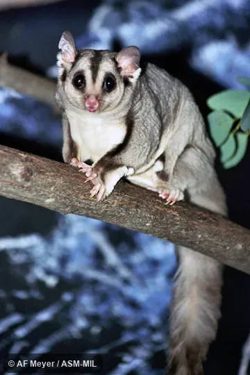 Also as Ebony Glider|Slender-tailed Glider.