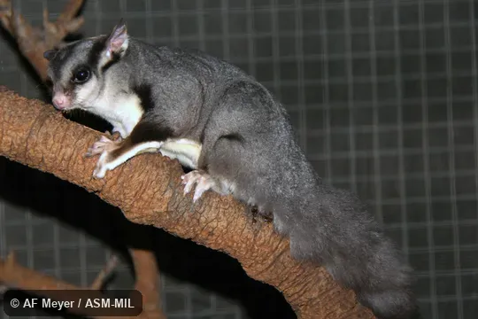 Also as Squirrel Flying Phalanger.