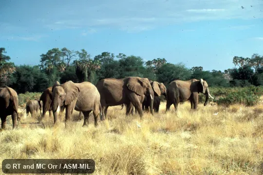 Group with cattle egrets in foreground.  Also as African Bush Elephant.