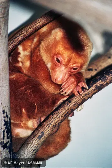Also as Short-tailed Spotted Cuscus, Spotted Phalanger.