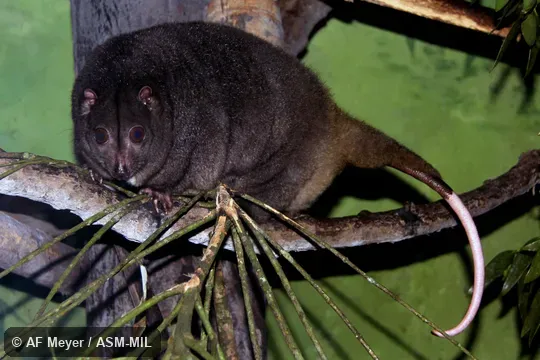 Also as Little Celebes Cuscus|Sulawesi Dwarf Cuscus.
