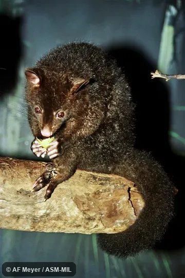 Also as Northern Bobuck.