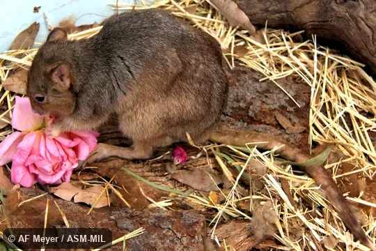 Also as Boodie|Burrowing Rat-kangaroo|Lesueur's Rat-kangaroo.