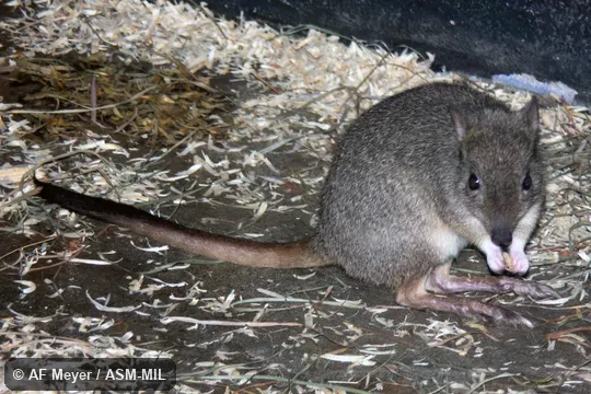 Formerly Bettongia penicillata, Brush-tailed Bettong.  Also as Brush-tailed Rat-kangaroo.