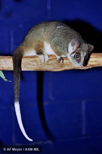 Also as Common Ringtail, Queensland Ringtail, Ringtail Possum.