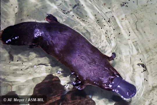 Also as Duck-billed Platypus.