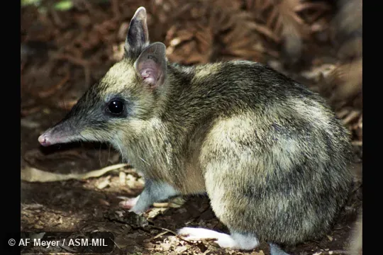 Also as Gunn's Bandicoot|Tasmanian Barred Bandicoot.