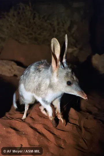 Also as Bilby, Dalgyte, Greater Rabbit-eared Bandicoot, Pinkie, Rabbit Bandicoot.