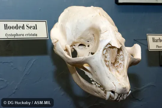 Anterolateral view of skull of adult.  Also as Bladdernose Seal|Crested Seal.