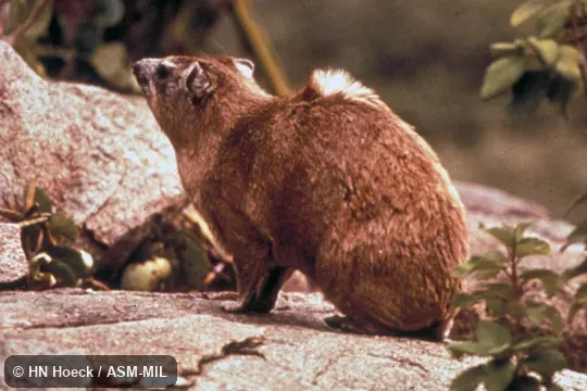 Procavis capensis matschiei.  Side view, showing light-colored hairs at gland in middle of back.  Also as Klipdassie.