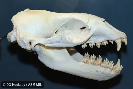 Lateral view of skull of adult.  Also as Sea Leopard.