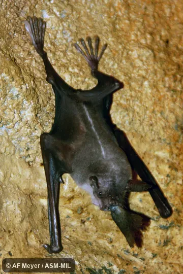 Also as Fisherman Bat.