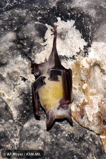 Erophylla sezekorni planifrons.