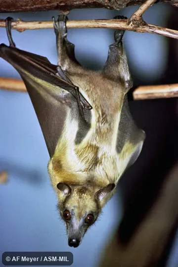 Also as Pale Xantharpy, Straw-colored Flying Fox, Straw-colored Fruit Bat.