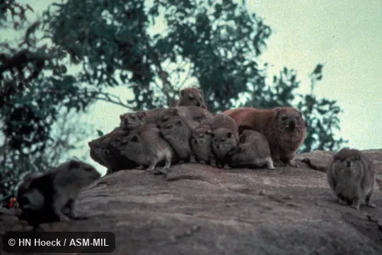 Group, including one Rock Hyrax, Procavia capensis, (brown coat) in close association with Heterohyrax brucei dieseneri.  Also as Yellow-spotted Rock Hyrax.