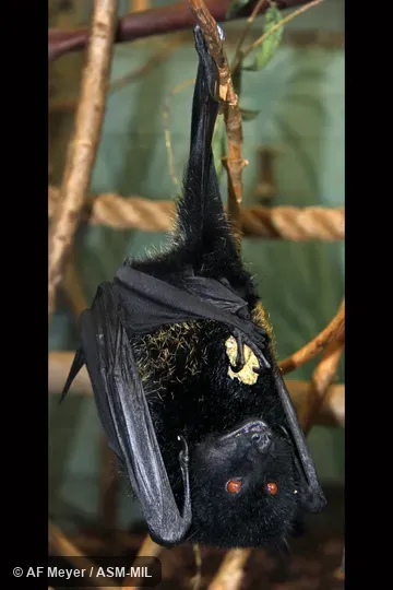 Also as Comoro Flying Fox|Livingstone's Fruit Bat.