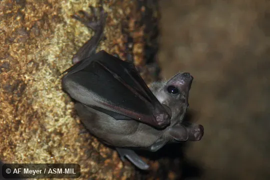 Formerly Rousettus lanosus or Stenonycteris lanosus.  Also as Long-haired Rousette.