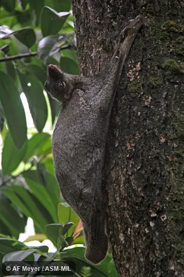 Also as Sunda Flying Lemur