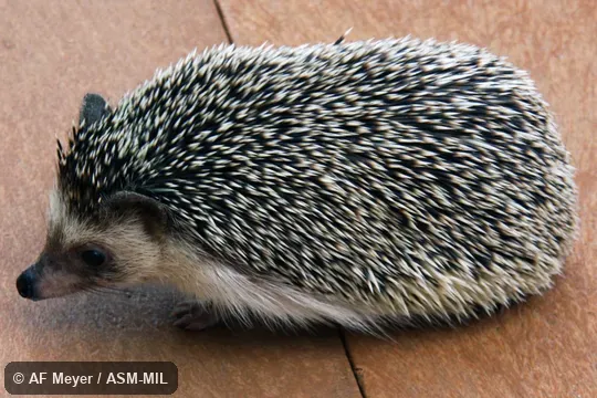 Formerly Erinaceomorpha.  Also as Algerian Hedgehog.