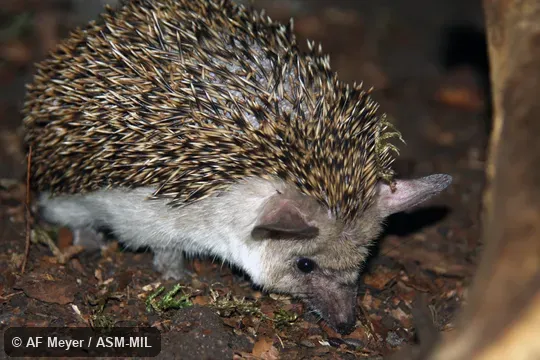 Formerly Erinaceomorpha.  Also as Afghan Hedgehog, Long-eared Steppe Hedgehog.