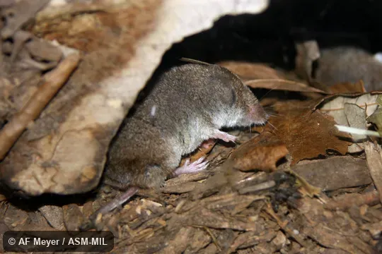 Formerly as Cryptotis parva.  Formerly Soricomorpha.  Also as American Least Shrew.