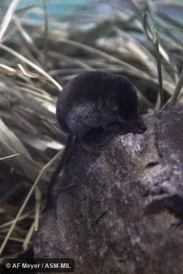 Formerly Soricomorpha.  Also as Least Siberian Shrew|Lesser Pygmy Shrew|Miniscule Shrew.