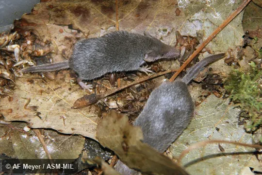 Formerly Soricomorpha.  Also as Common Dwarf Shrew|Etruscan Dwarf Shrew|Pygmy White-toothed Shrew|Savi's Pygmy Shrew.