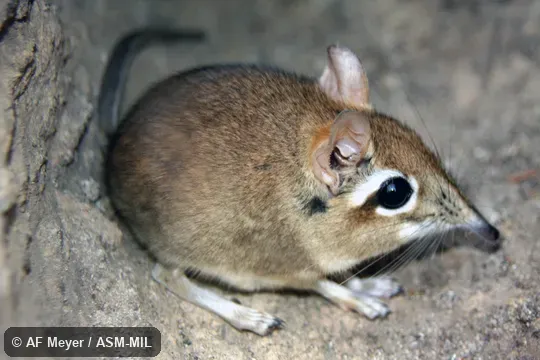   Formerly Elephantulus rufescens.  Also as Rufous Elephant-shrew, East African Long-eared Sengi, East African Long-eared Elephant-shrew, Rufous Spectacled Sengi, Rufous Spectacled Elephant-shrew, Spectacled Sengi, Spectacled Elephant-shrew.