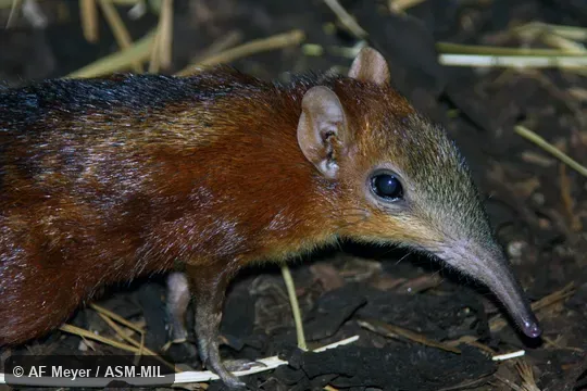 Also as Chequered Elephant-shrew, Chequered Giant Sengi.