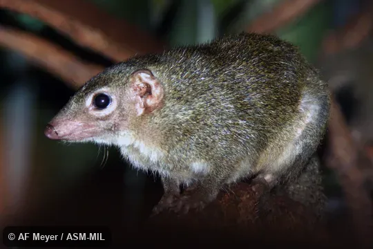 Individual of 1000546