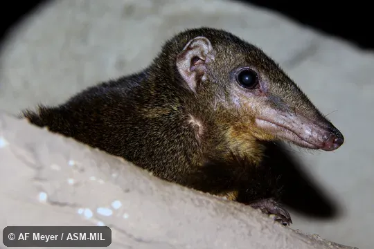 Also as Calamian Treeshrew.