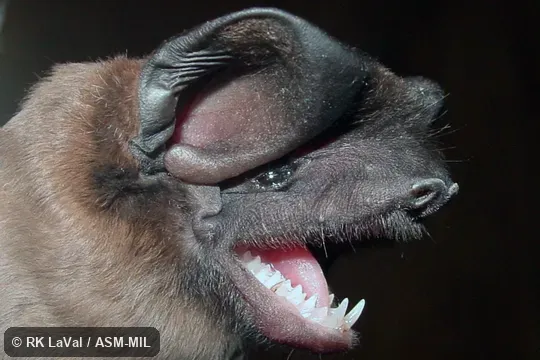 Also as Shaw’s Bonneted Bat|Shaw’s Mastiff Bat.