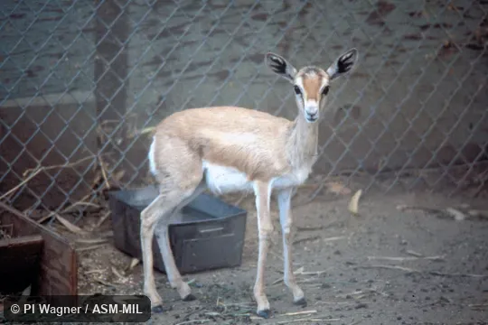 Juvenile, oblique view