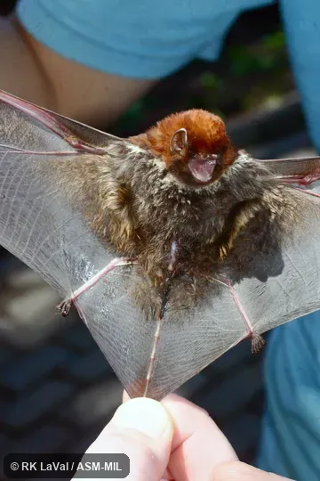 Also as Red-faced Red Bat.