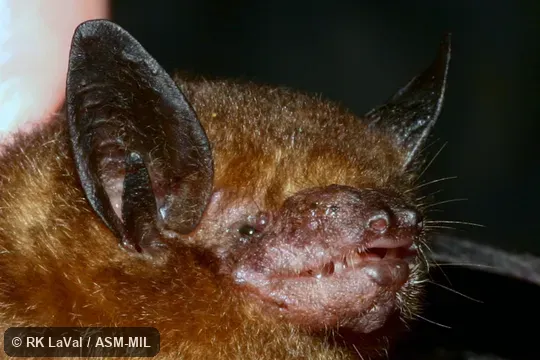 Also as Southern Little Yellow Bat.