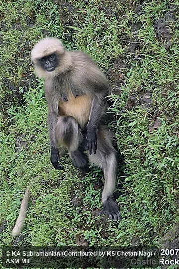 Semnopithecus hypoleucos iulus.  Identified by KS Chetan Nag.  Also as Black-footed Gray Langur|Dark-legged Malabar Langur|Malabar Gray Langur|Black-legged Langur|Northern Malabar Langur|Travancore Langur