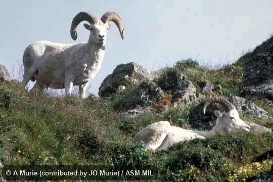 Side view of two rams, Ovis dalli dalli, Dall's Sheep.