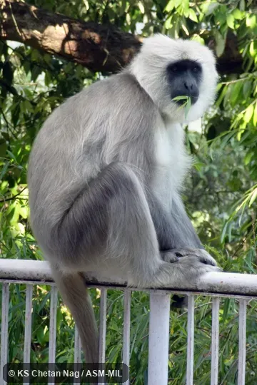 Also as Central Himalayan Langur|Nepal Gray Langur.  Identified by KS Chetan Nag.