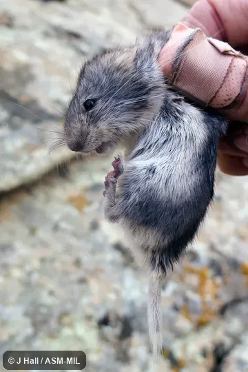 Also as Mongolian Silver Vole.