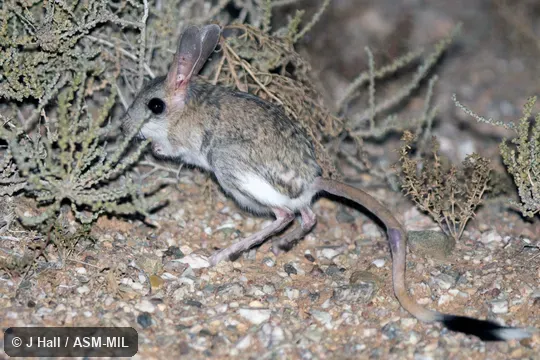 Formerly Allactaga bullata.