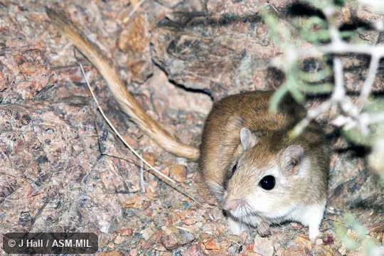 Formerly part of Meriones meridianus, Midday Jird.