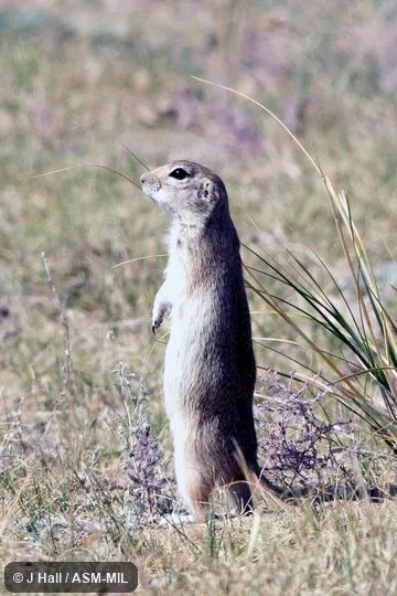 Formerly as Spermophilus alashanicus.