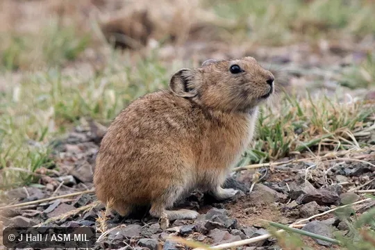 Also as Mongolian Pika.