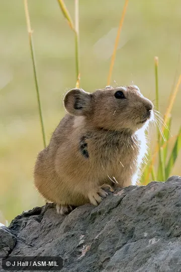 Also as Mongolian Pika.
