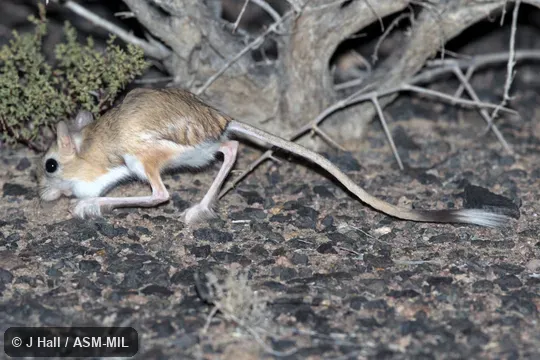 Also as Hairy-footed Jerboa, Rough-legged Jerboa.