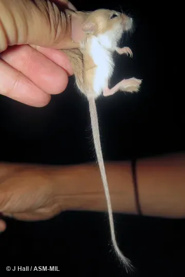 Also as Three-toed Dwarf Jerboa.