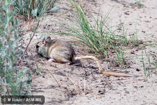 Also as Thick-tail Jerboa.